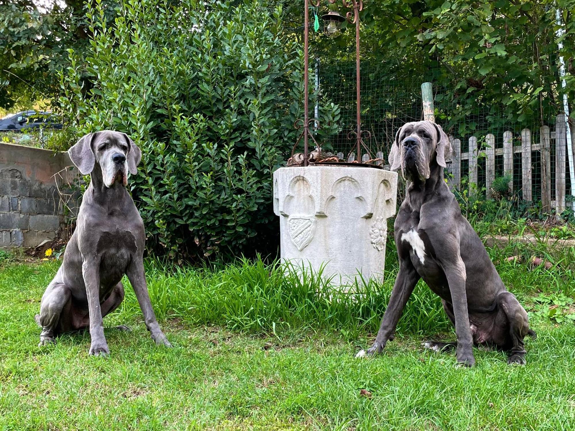 Bnb Dog And Friend Rocchetta Tanaro エクステリア 写真